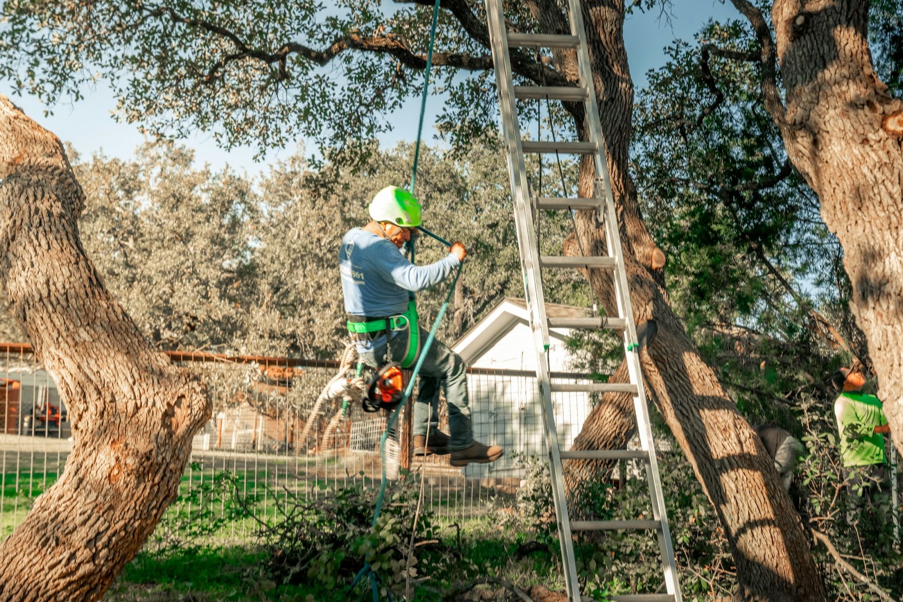 Tree surgeon in a hard hat and harness working in a large tree with a ladder and ropes