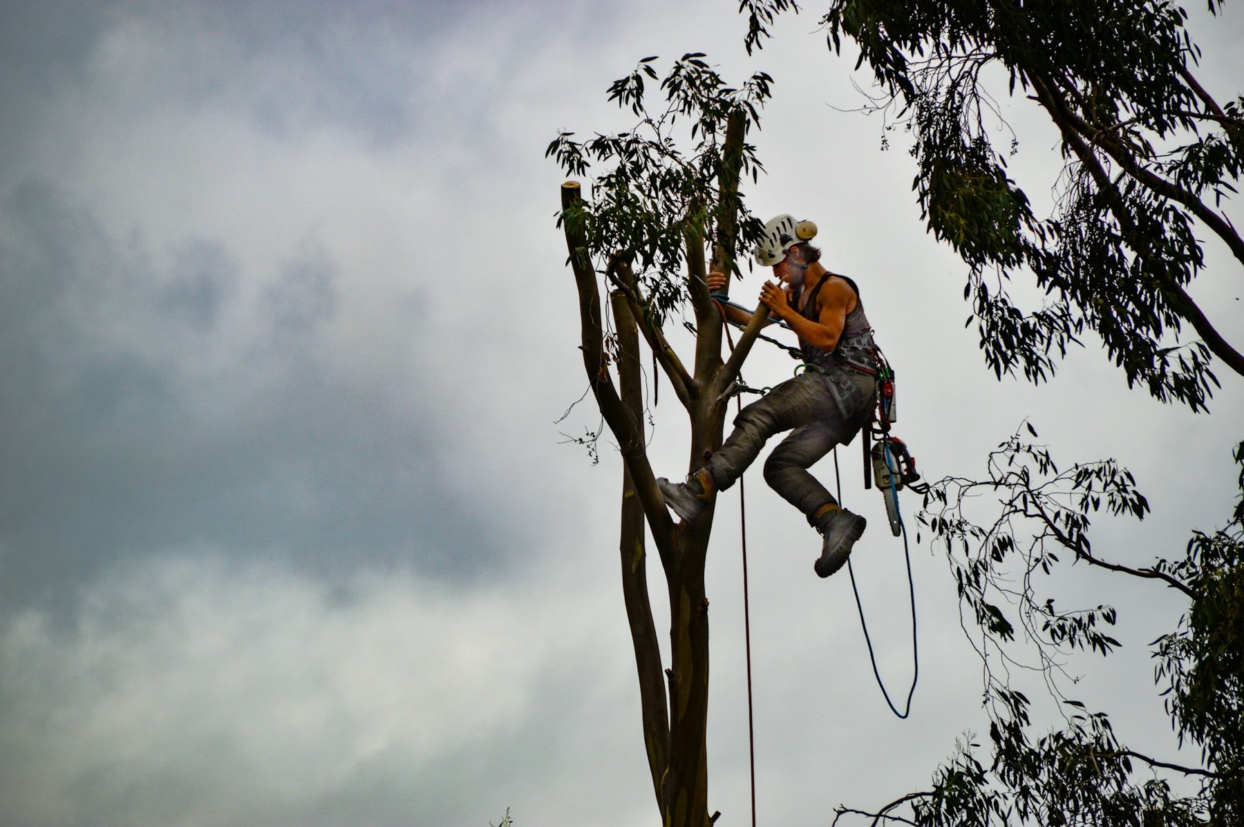 Tree climber in a harness working at the top of a tall tree