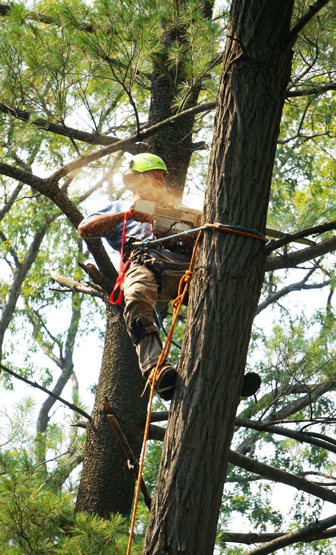 Tree surgeon in a helmet climbing a tall pine tree on ropes