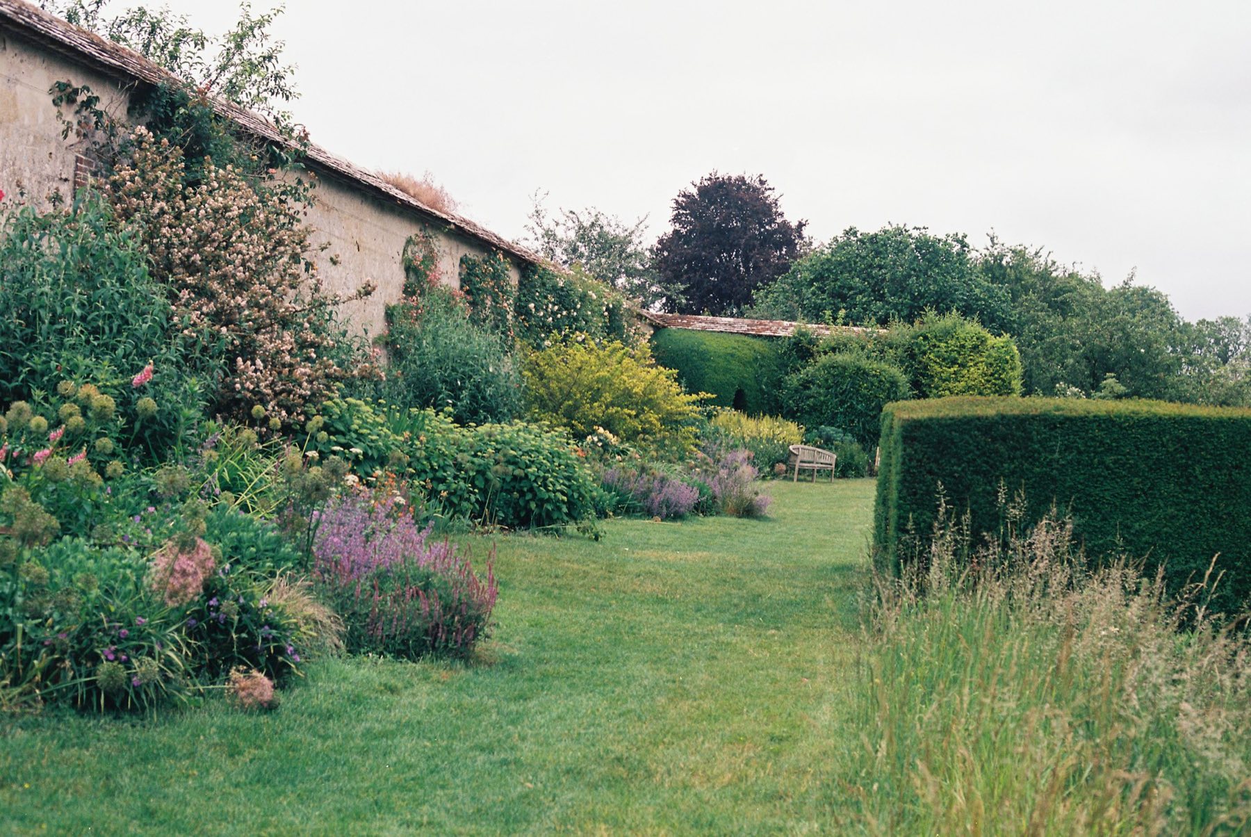 English country garden with lawn, borders and mature hedging