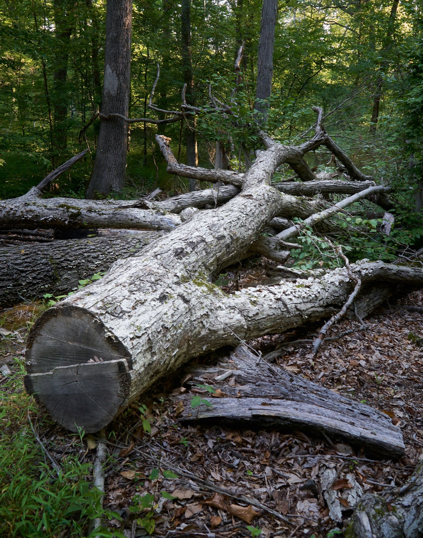 Large felled tree trunk cut cleanly into sections