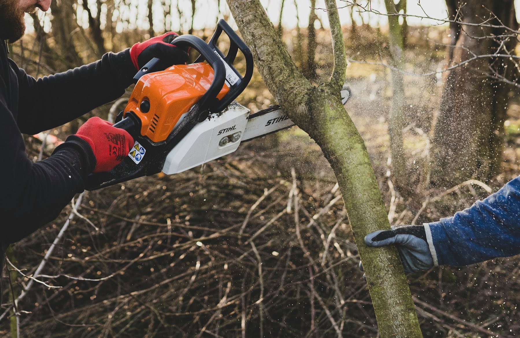 Tree surgeon in protective gloves using a chainsaw to fell a tree