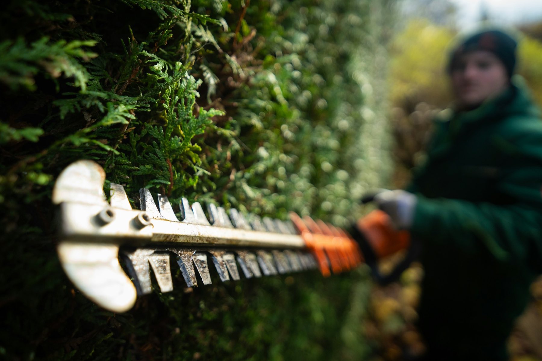 Gardener in protective gloves cutting a tall green hedge with a hedge trimmer