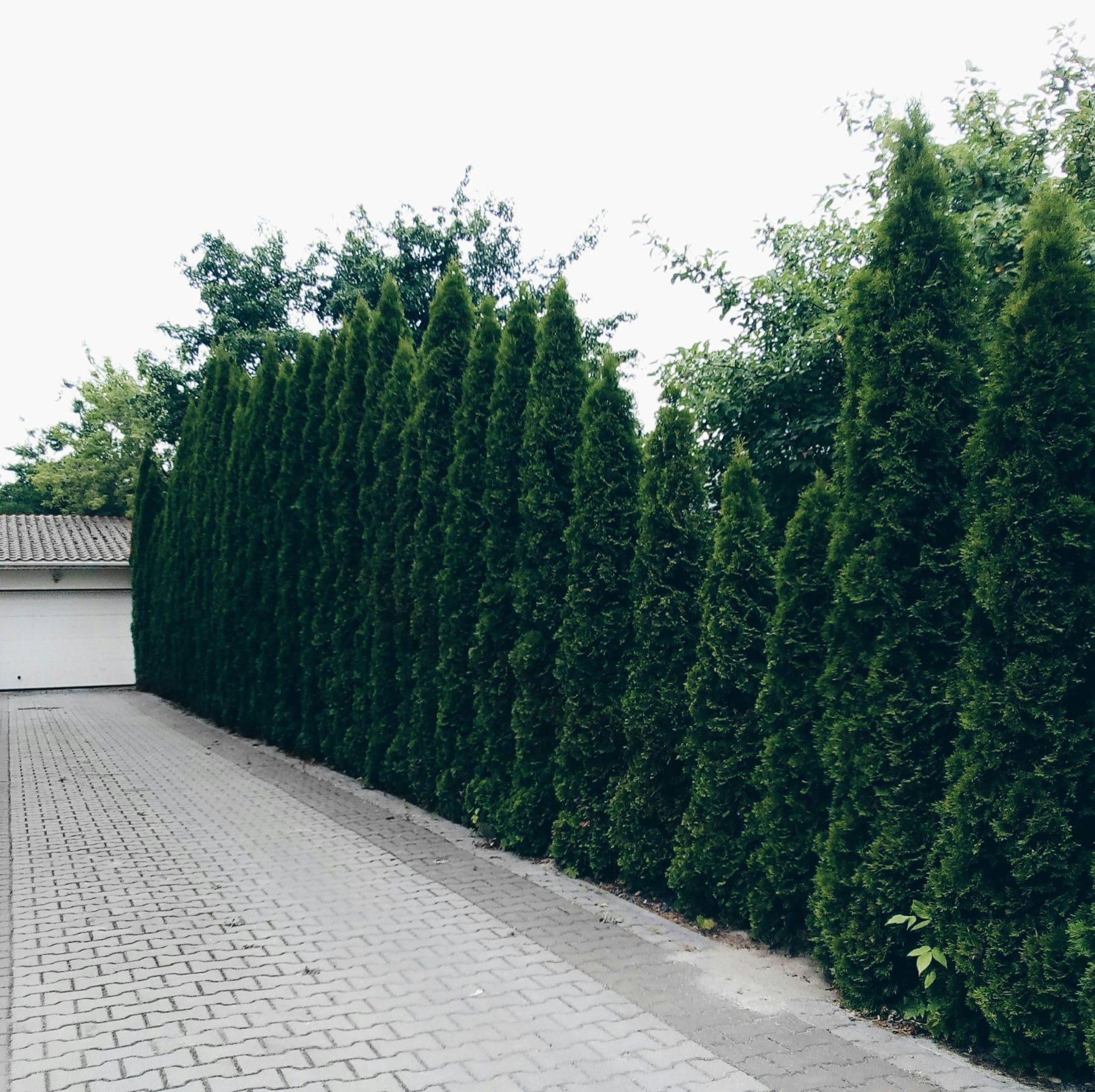 Tall, neatly maintained conifer hedge alongside a driveway