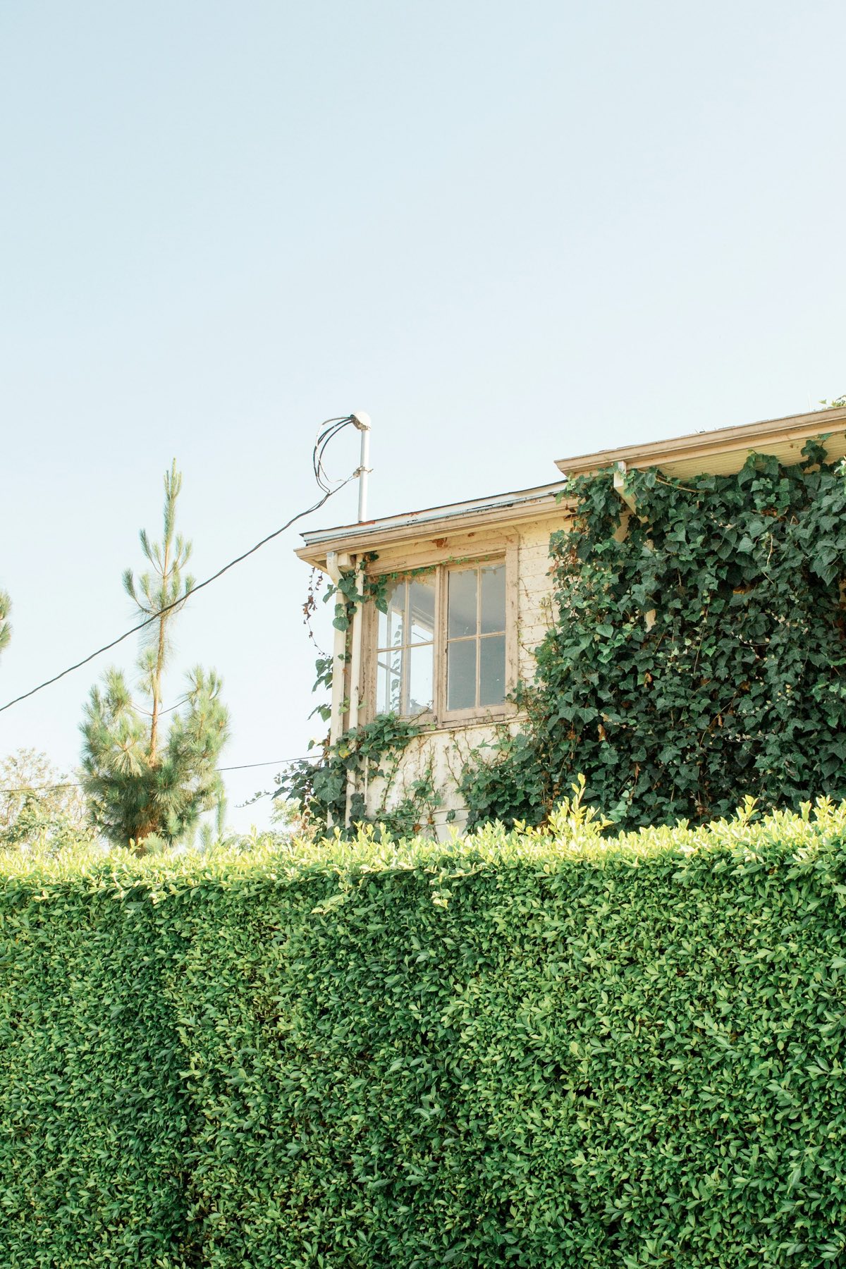 Neatly trimmed hedge in front of a house