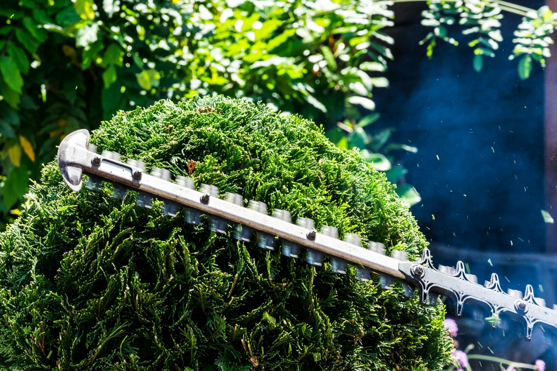 Hedge trimmer shaping a rounded conifer hedge in a garden
