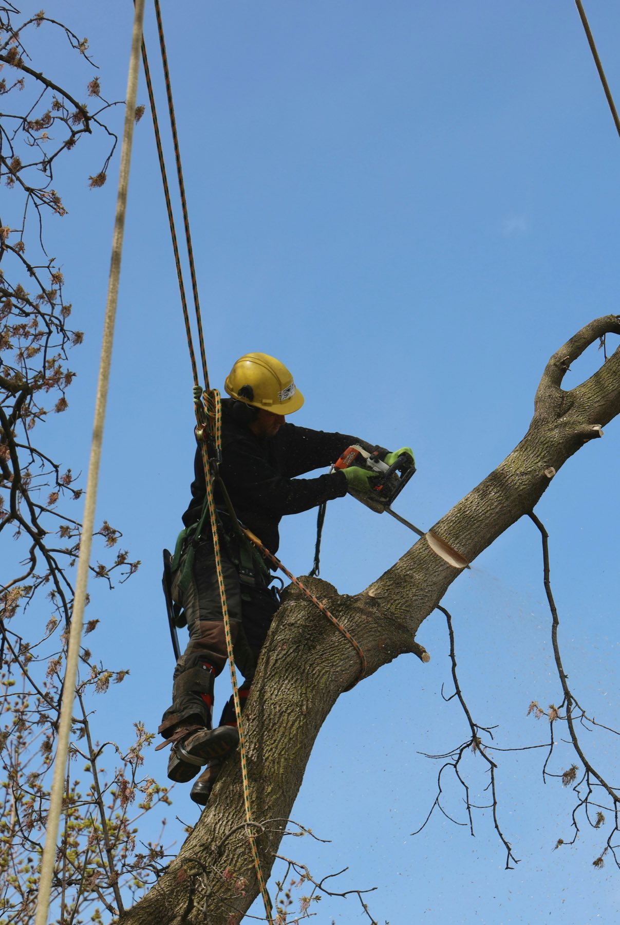 Tree surgeon in a yellow helmet working high in a tree