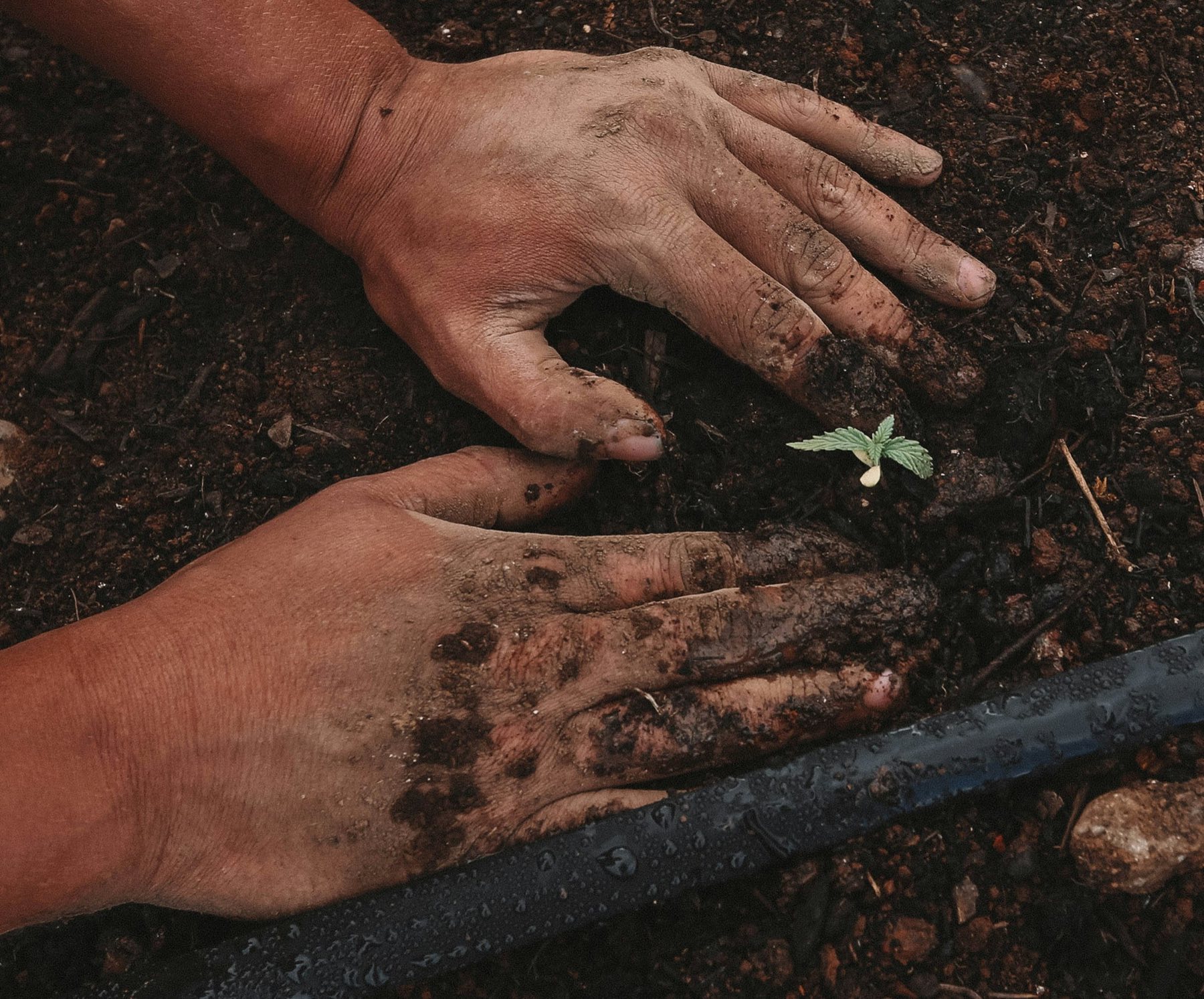 Hands planting a young tree seedling into fresh soil