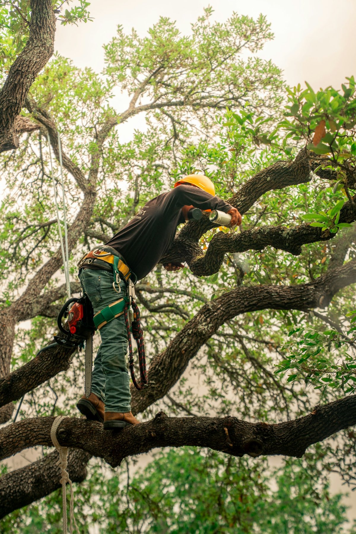 Arborist in a helmet climbing through a tree canopy to carry out crown thinning