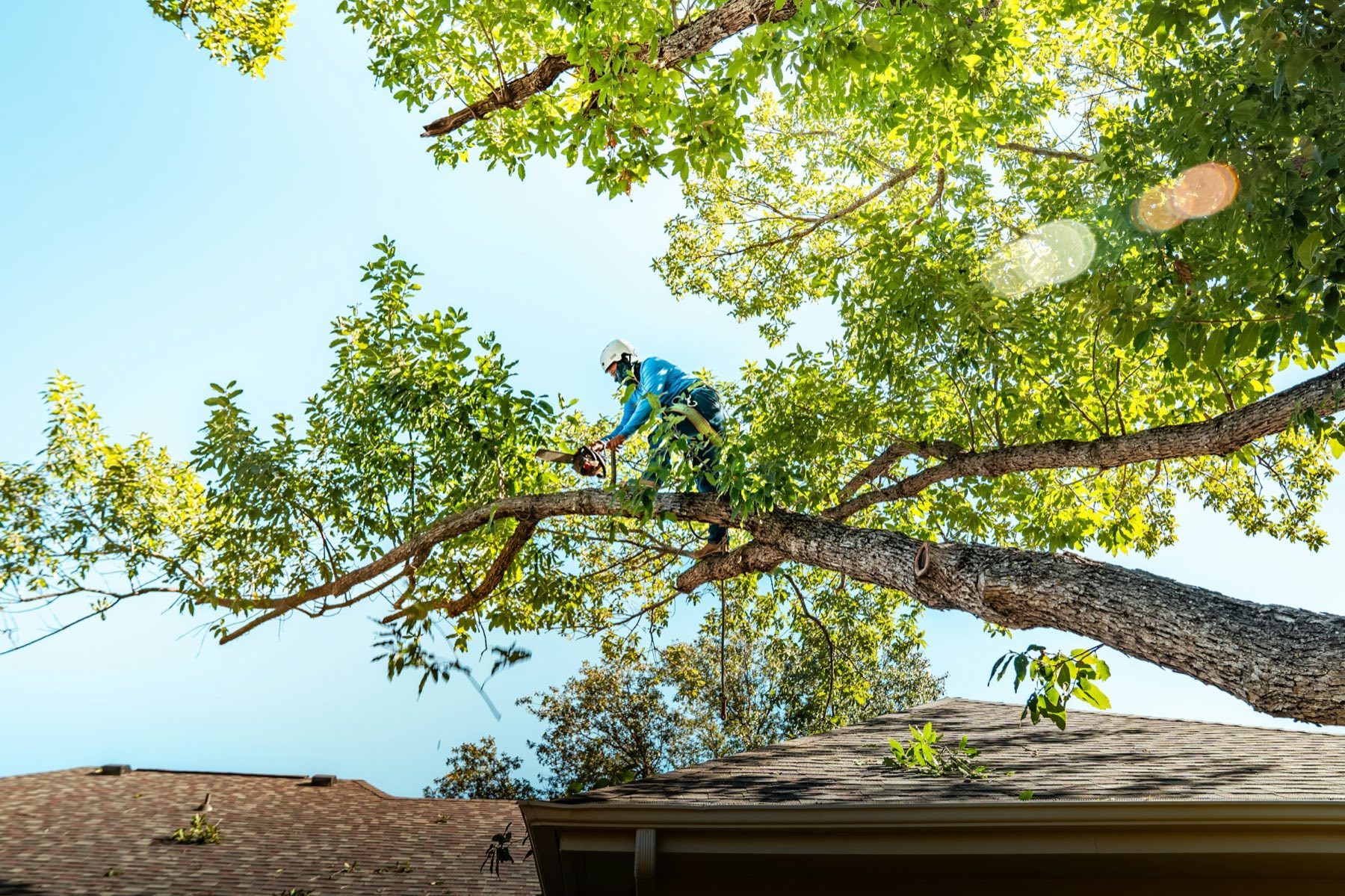 Arborist in a harness pruning branches high in a tree above a house roof