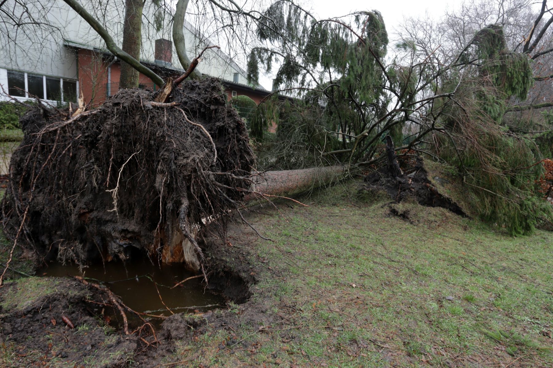 Large uprooted tree lying across a garden after a storm