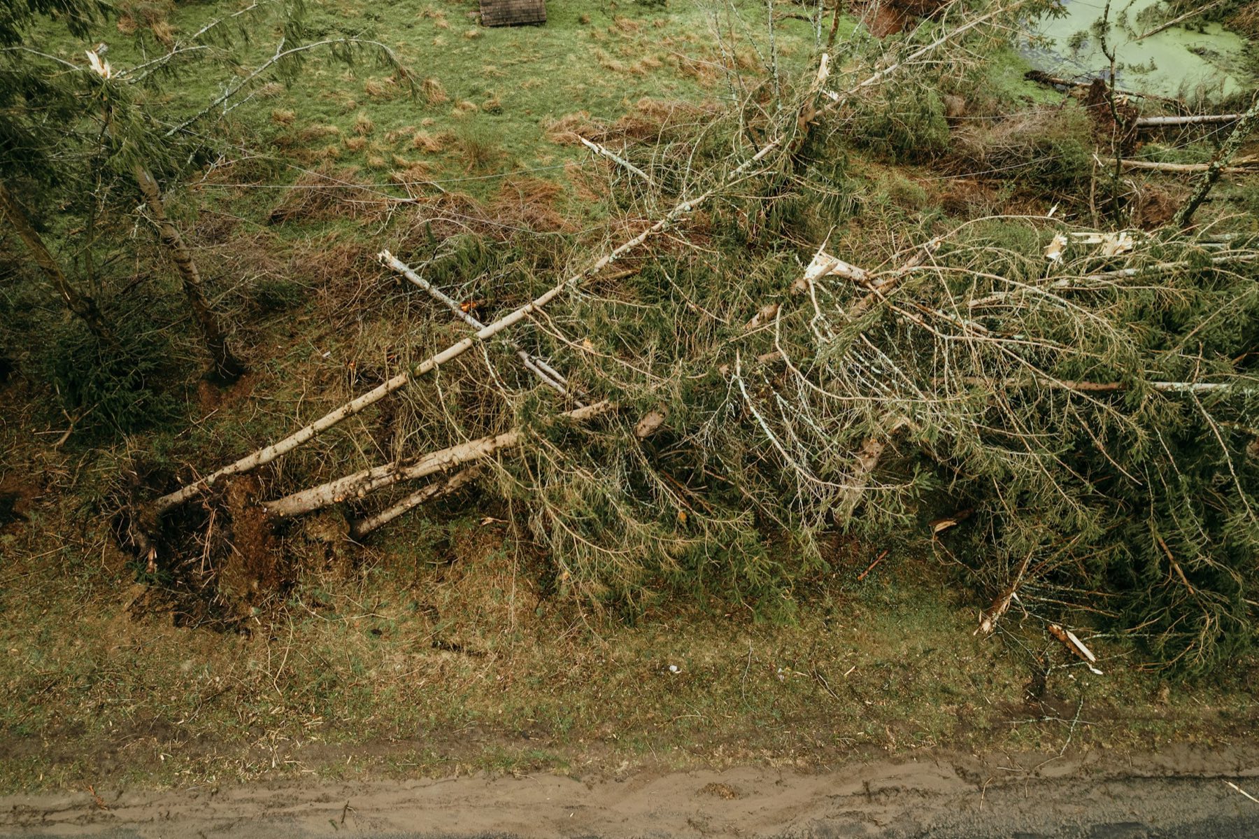 Storm-damaged trees and broken branches lying on a grass bank