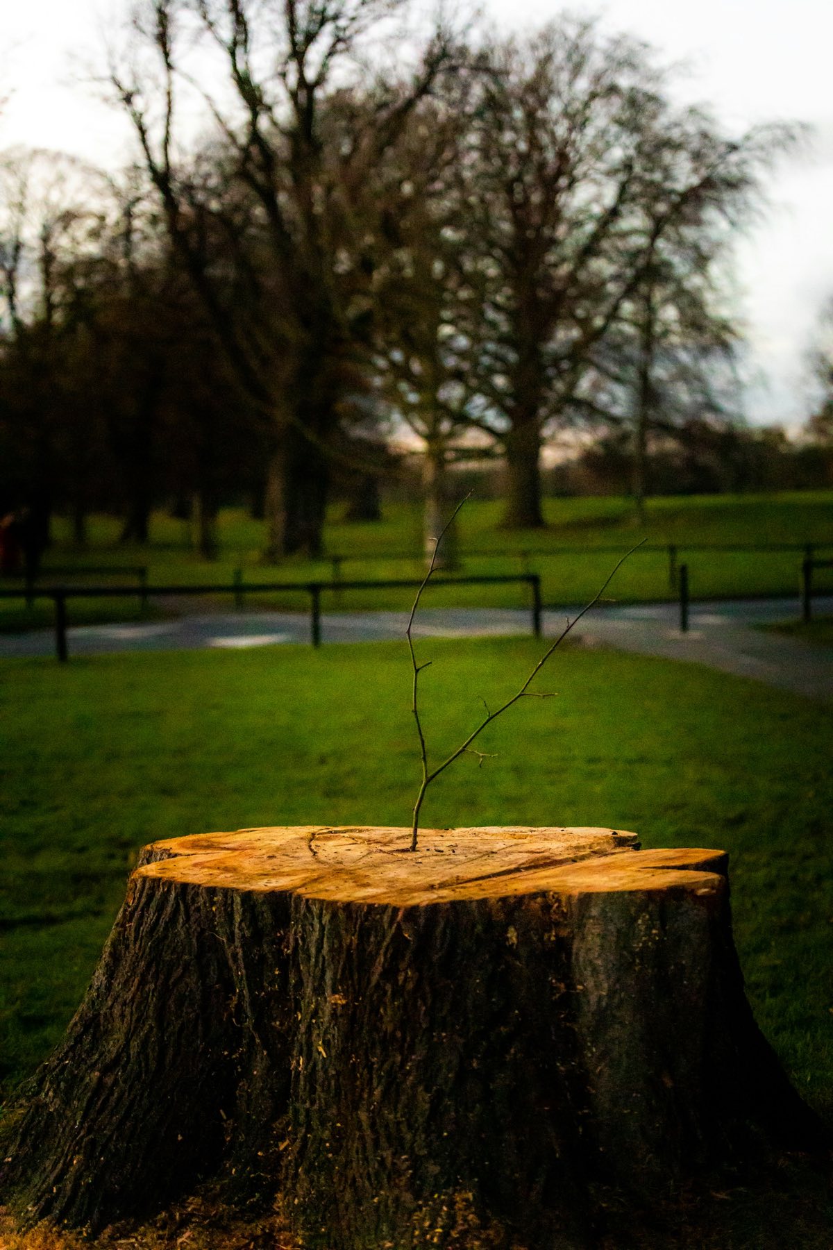 Cut tree stump on a lawn ready for stump grinding