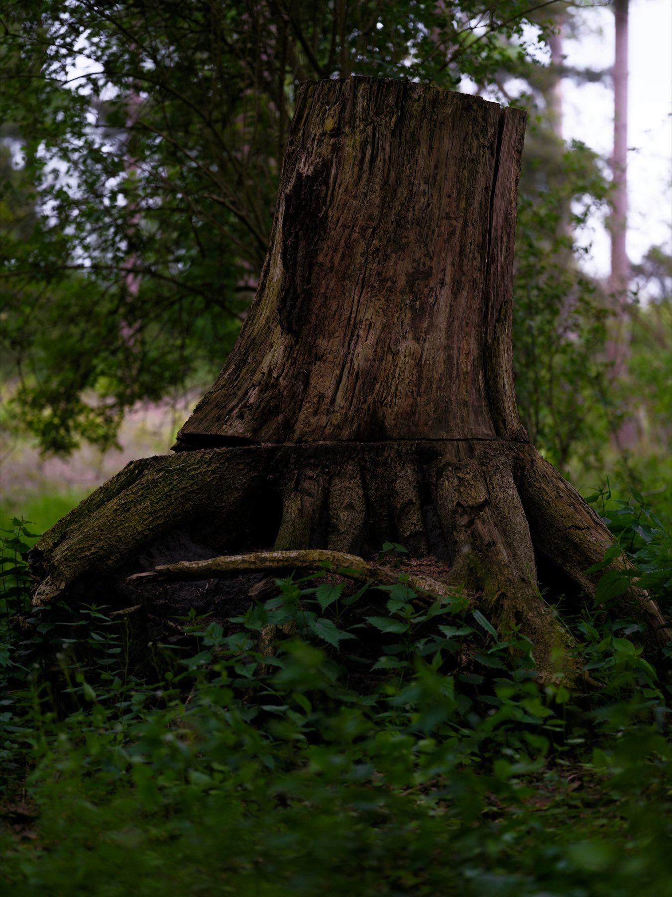 Old tree stump in a garden before stump grinding