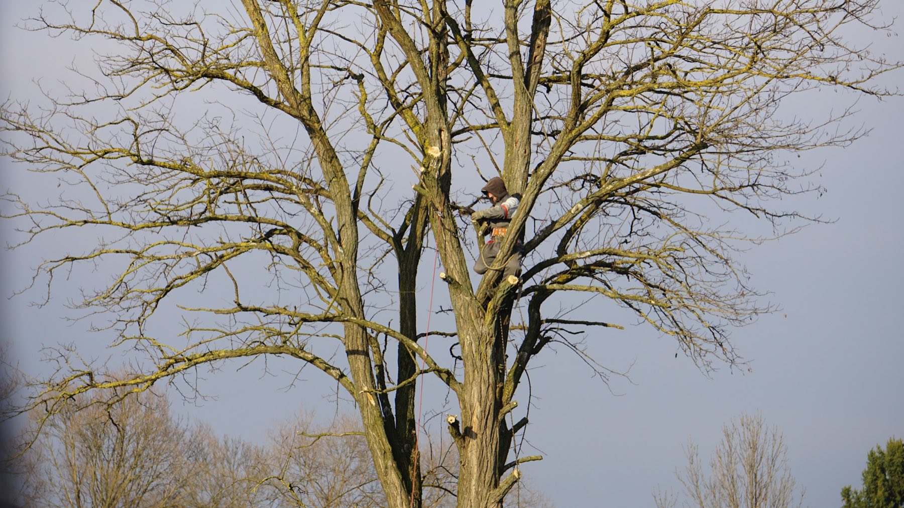 Arborist carrying out crown work on a large tree in winter